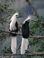 White-crested or Long-tailed Hornbill pair - humid forests of C. & W.Africa