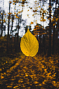 leaf fall autumn forest path nature plant blur 