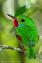 Cartacuba - Cuban Tody