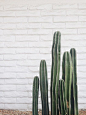 Cactus | Plants | The Lifestyle Edit