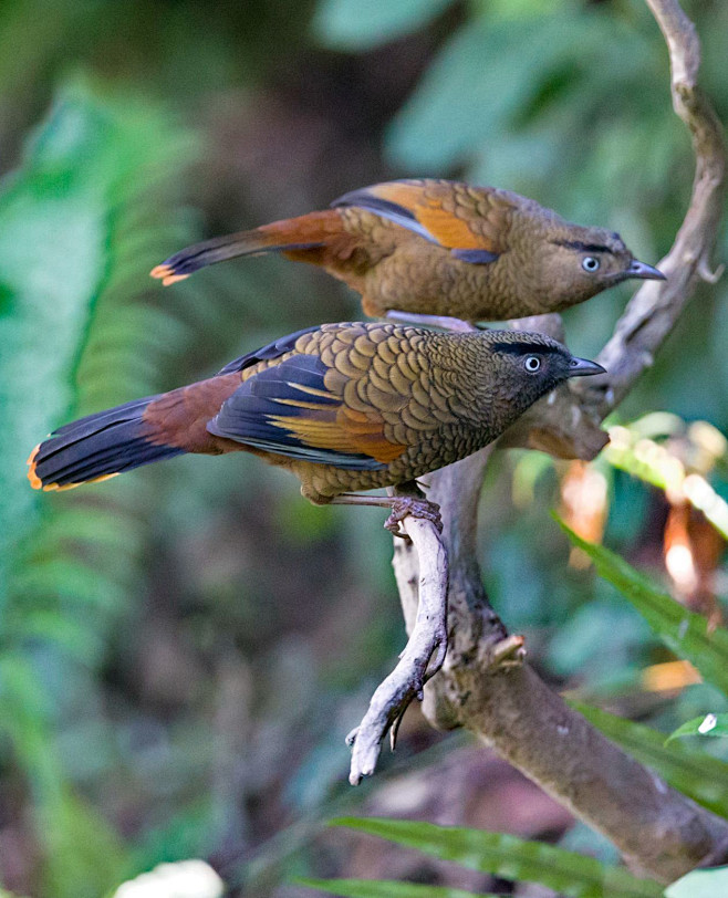 蓝翅噪鹛：鸟纲，国家三级保护动物