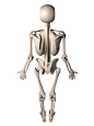 【人体】人体骨骼概括