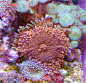 美丽珊瑚图片素材