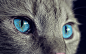 猫, 动物, 猫的眼睛, 眼睛, 宠物, 查看, 蓝色的眼睛, 国内的猫, 头, 鲭鱼, 毛皮, 头绘图