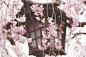Weeping Cherry (by peaceful-jp-scenery(busy))