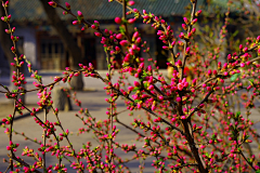 Fendiyu采集到春到鹤城