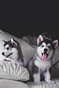 Husky Pups #哈士奇#