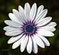 非洲菊 African Daisy (Osteospermum Ecklonis White)
African daisy... by Ismail CALLI on 500px