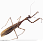 昆虫世界-褐色的螳螂