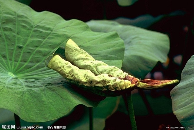 荷叶的搜索结果_百度图片搜索