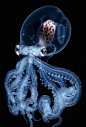潜水员和摄影师 Wu Yung-sen 在菲律宾 Anilo 海域拍摄到了这只罕见的章鱼，它通体透明，散发着精灵般的美妙蓝光。最令人惊讶的是，章鱼的上部最为通透，就像是一个玻璃头盔，里面的器官清晰可见。 ​​​​(500px.com/hmap666 ) ​​​