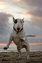 bull terrier.