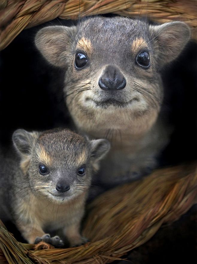 The HyraxHyraxes are...