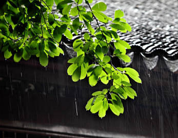 雨夜如约，此时的你，停留在哪座屋檐下，或...