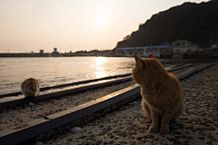 青山雀采集到猫岛