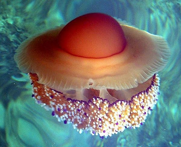 海洋中最美丽的14个水母物种-搜狐IT
