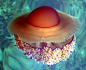 海洋中最美丽的14个水母物种-搜狐IT