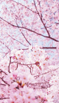 樱花季，樱花祭