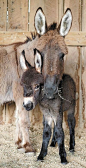 .Baby donkey and his mama.