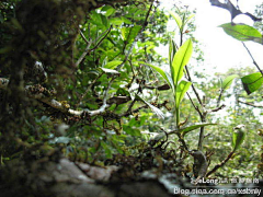 北行见杏花采集到茶