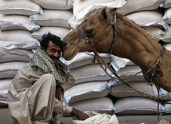 科学画报：14日，巴基斯坦，一头骆驼亲吻...