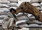 科学画报：14日，巴基斯坦，一头骆驼亲吻给自己喂食的主人
