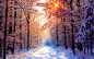 森林自然景观自然雪树壁纸（#390517）/ Wallbase.cc