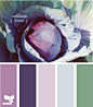 cabbage hues