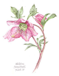 Hellebore Plant - Watercolour Painting by Richmond Surrey Artist working at Kew Gardens