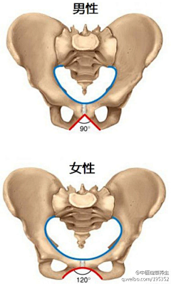 板绘发发（有课）采集到臀部