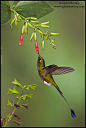 ~~Booted Racket-tail Hummingbird by Glenn Bartley~~