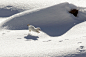 Photograph Ermine in winter by march graziano on 500px
@花瓣每日精选