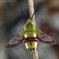 libutron:

Broad-bordered Bee Hawkmoth
This beautiful furry moth is named Hemaris fuciformis (Sphingidae), a day-flying species that inhabits clearings, forest edges, forest gap systems and shrub-reach areas in grasslands and slopes.
The distribution of t