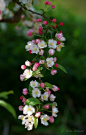 Apple Blossoms: 