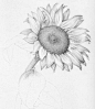 Pencil Sketches of Flowers | ... some helpful tips for producing realistic colored pencil drawings of: 