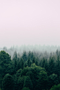 Tree tops in a fog covered forest.