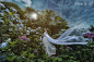 紫陽花の花嫁 by Qing Yuan Su on 500px