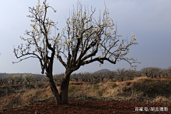 小米她爸采集到园林植物素材