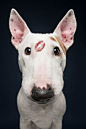 Kiss A Bullterrier