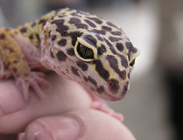 Leopard Gecko by Tal...