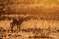 Golden Savannah : Port Elizabeth, South Africaphoto: Jackson Carvalhowww.artedigitalstudio.com.br© 2016, All Rights Reserved