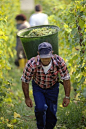 莱茵高(Rheingau)是德国最古老、最著名的雷司令产区，同时也是最小的葡萄产区之一。