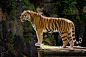 野生动物园里的威猛大老虎