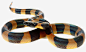 黑斑灵蛇高清素材 png 设计图片 免费下载 页面网页 平面电商 创意素材 png素材
