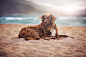 50张治愈的宠物摄影 单身狗的梦幻肖像