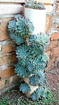 Vertical pvc pipe planter & succulents