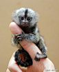 在南美洲的大地上生活着全世界最小的猴子“侏儒狨”，成年的它有一个人的中指那么大，新生小猴只有3厘米。如果把它握在手里，会不会有一种如来佛掌控着孙悟空的感觉？