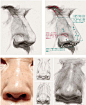 鼻子的明暗塑造规律