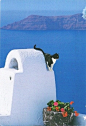 圣托里尼岛的猫