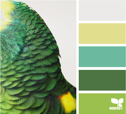 parrot color